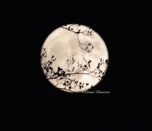 15039504_10202349532456928_1794998128892750349_o